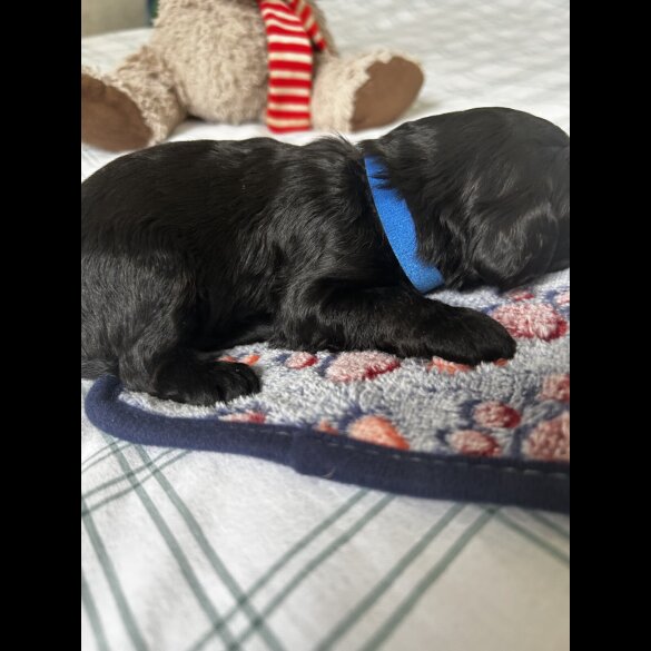 Cockapoo - Both