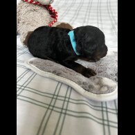 Cockapoo - Both