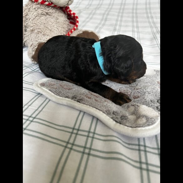Cockapoo - Both