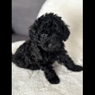 Toy Poodle - Both