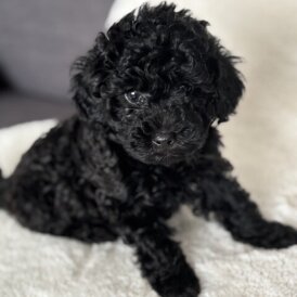 Toy Poodle - Both