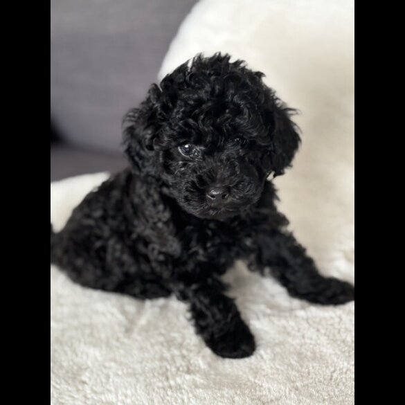 Toy Poodle - Both