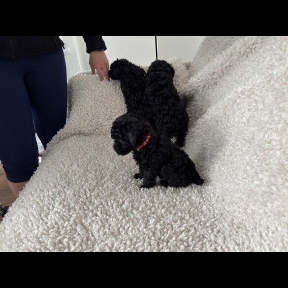 Toy Poodle - Both