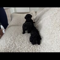 Toy Poodle - Both