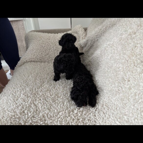 Toy Poodle - Both