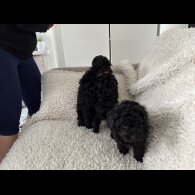 Toy Poodle - Both