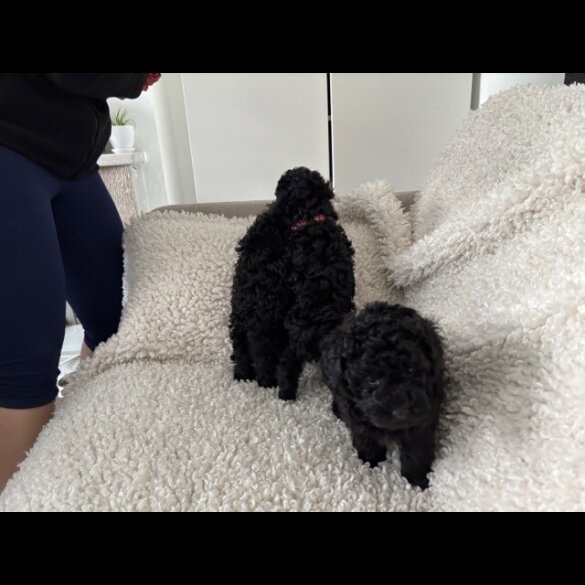 Toy Poodle - Both
