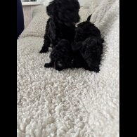 Toy Poodle - Both