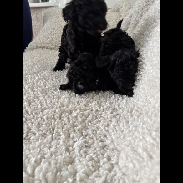 Toy Poodle - Both