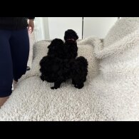 Toy Poodle - Both