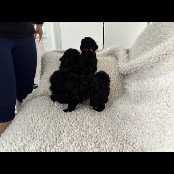 Toy Poodle - Both