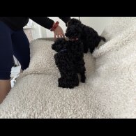 Toy Poodle - Both
