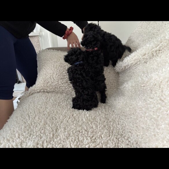Toy Poodle - Both