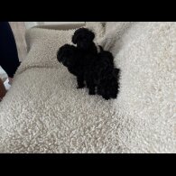 Toy Poodle - Both