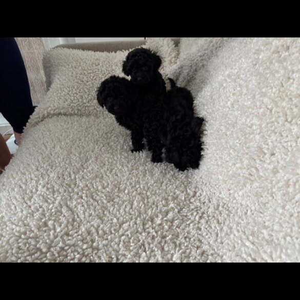 Toy Poodle - Both