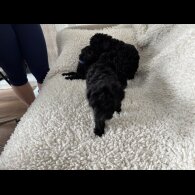 Toy Poodle - Both