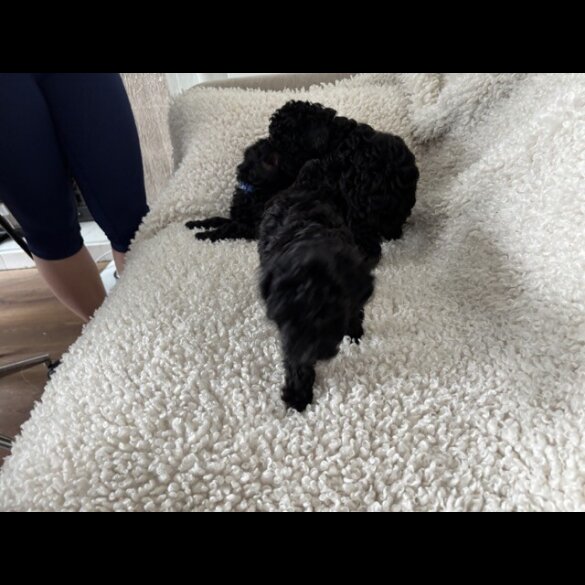 Toy Poodle - Both