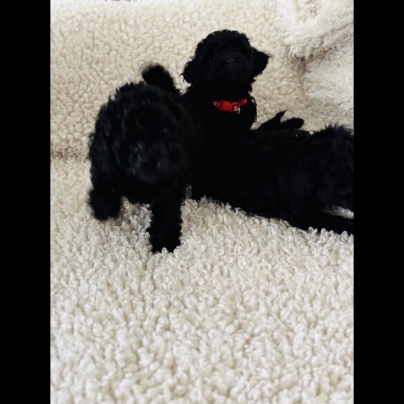 Toy Poodle - Both