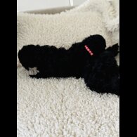 Toy Poodle - Both
