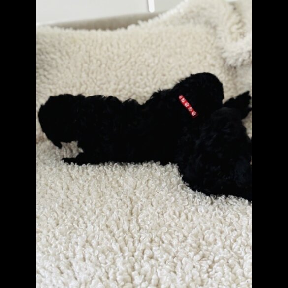 Toy Poodle - Both