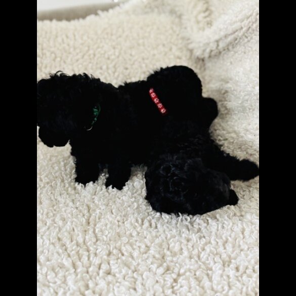 Toy Poodle - Both