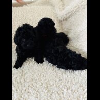 Toy Poodle - Both