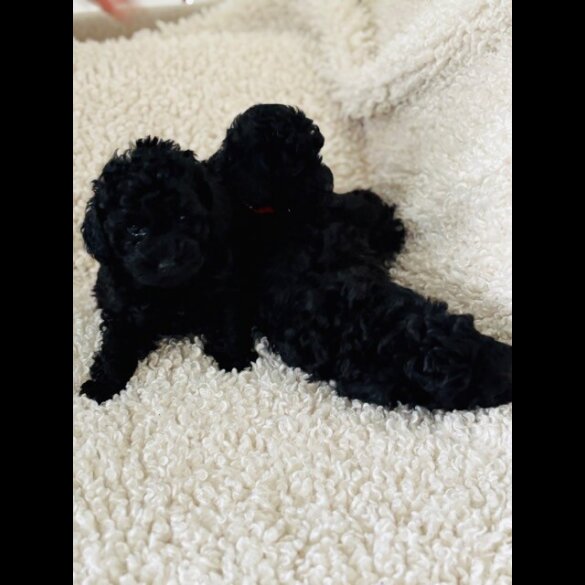 Toy Poodle - Both