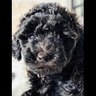 Toy Poodle - Both