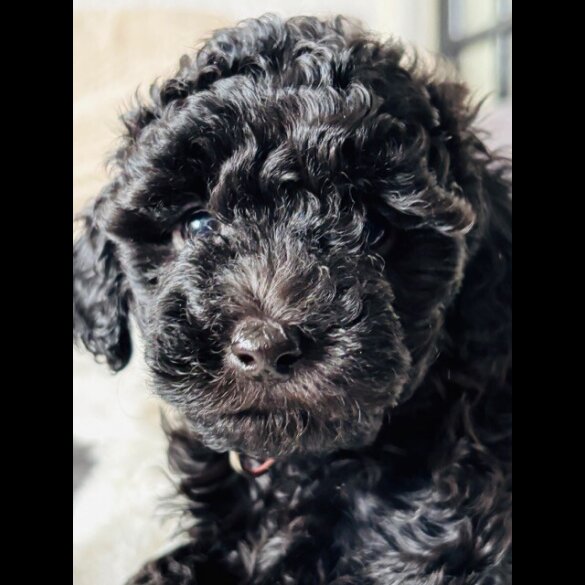 Toy Poodle - Both