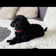 Toy Poodle - Both