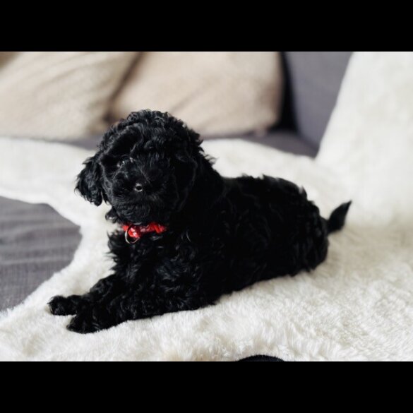 Toy Poodle - Both