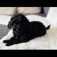 Toy Poodle - Both