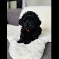 Toy Poodle - Both