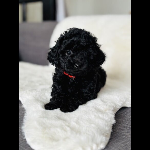 Toy Poodle - Both