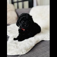 Toy Poodle - Both