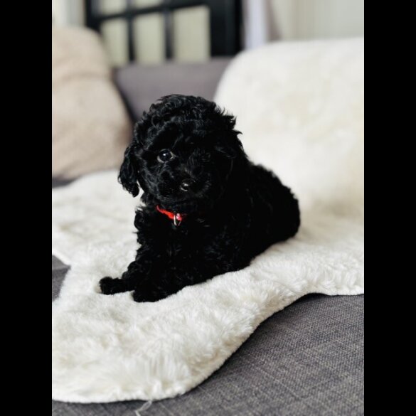 Toy Poodle - Both