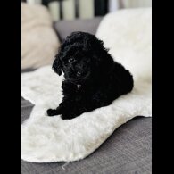 Toy Poodle - Both