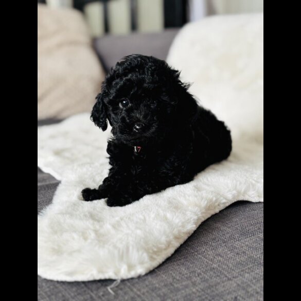 Toy Poodle - Both