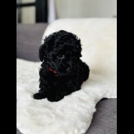 Toy Poodle - Both