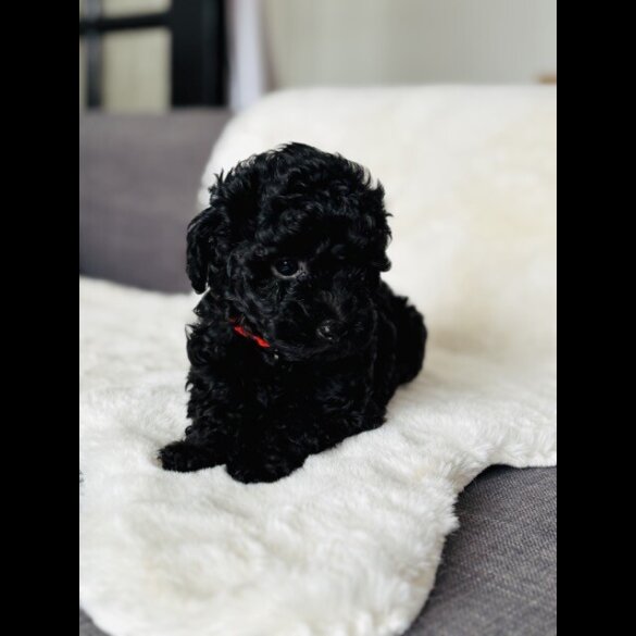 Toy Poodle - Both