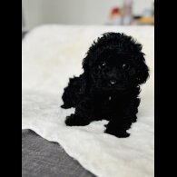 Toy Poodle - Both