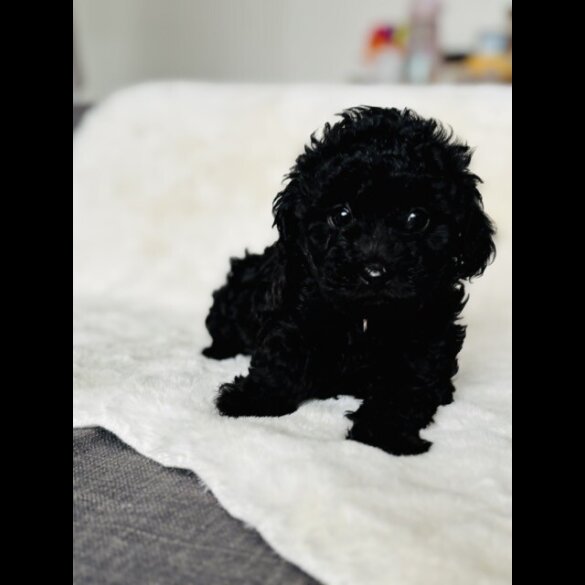Toy Poodle - Both