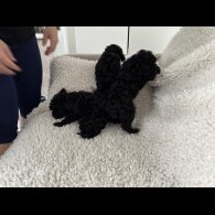 Toy Poodle - Both