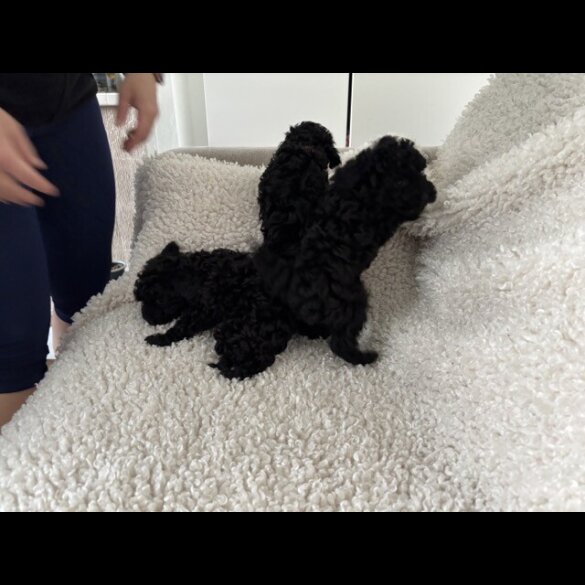 Toy Poodle - Both