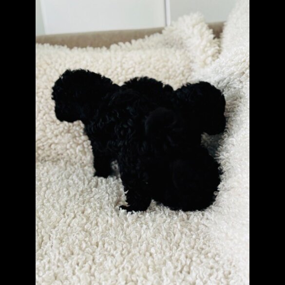 Toy Poodle - Both