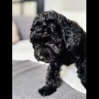 Toy Poodle - Both