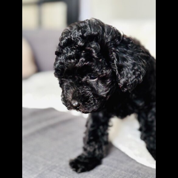 Toy Poodle - Both