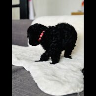 Toy Poodle - Both