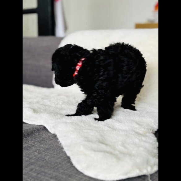 Toy Poodle - Both