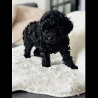 Toy Poodle - Both
